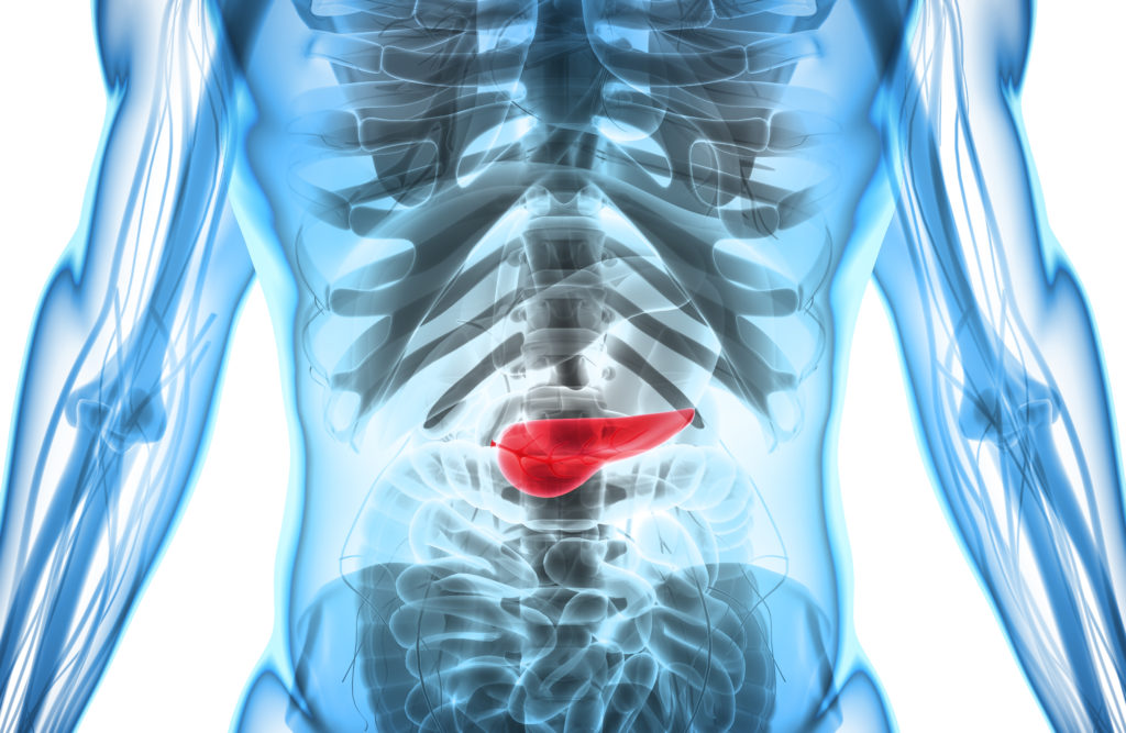3D illustration of Pancreas