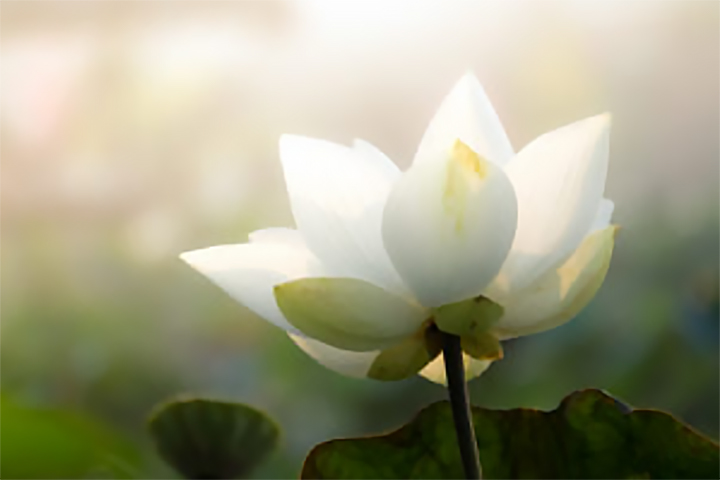 Margie-Petersen Breast Center - Wellness Services