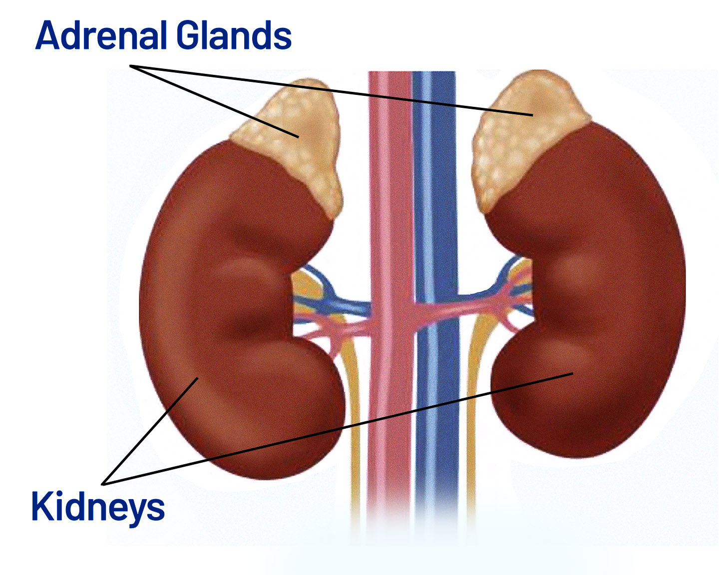 Image of the adrenal glands - Saint John's Cancer Institute