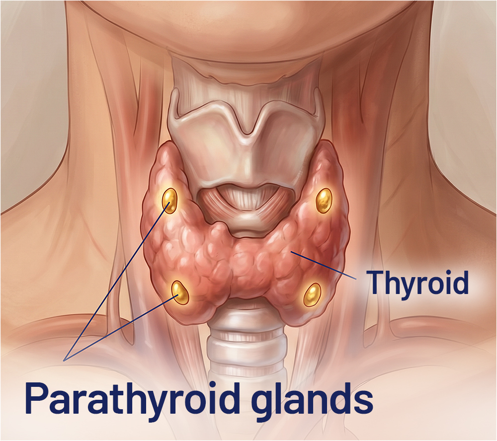 Thyroid and parathyroid glands