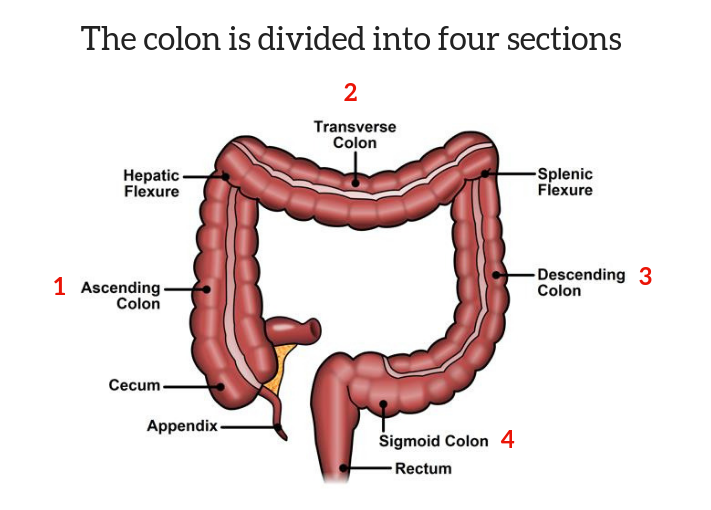 Colorectal Cancer Symptoms Risk Factors Diagnosis And Stages John Wayne Cancer Institute