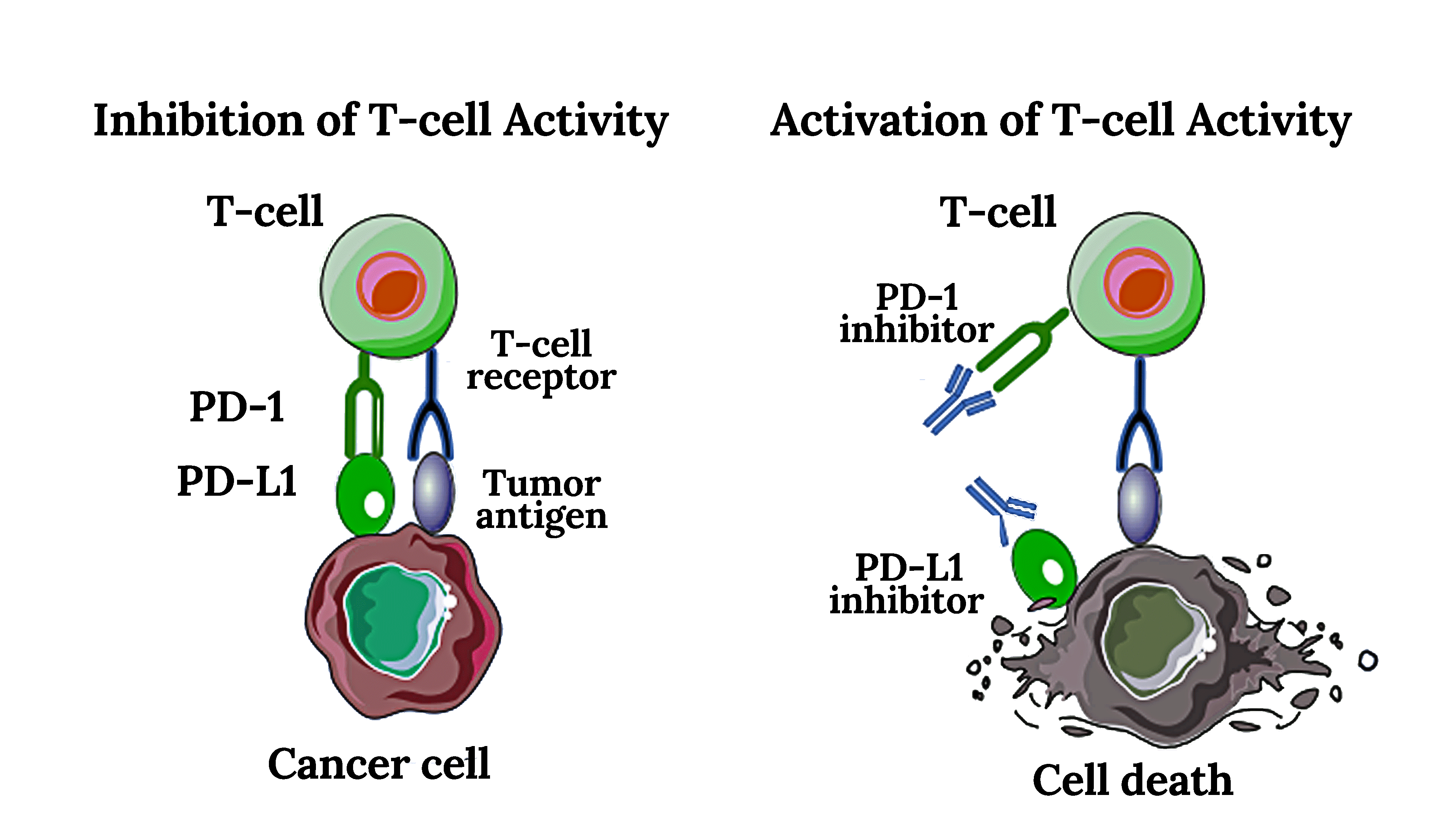 Inhibitor-and-Activation-of-T-cell-Activity