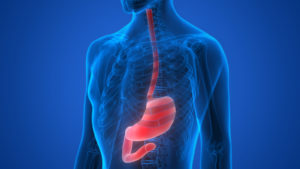 Human Body Organs