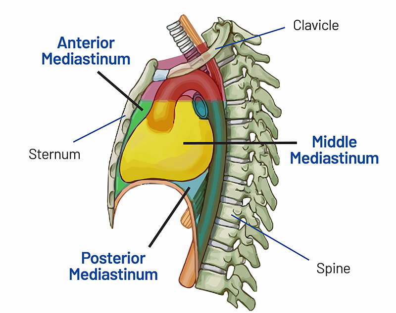 What is the Mediastinum?