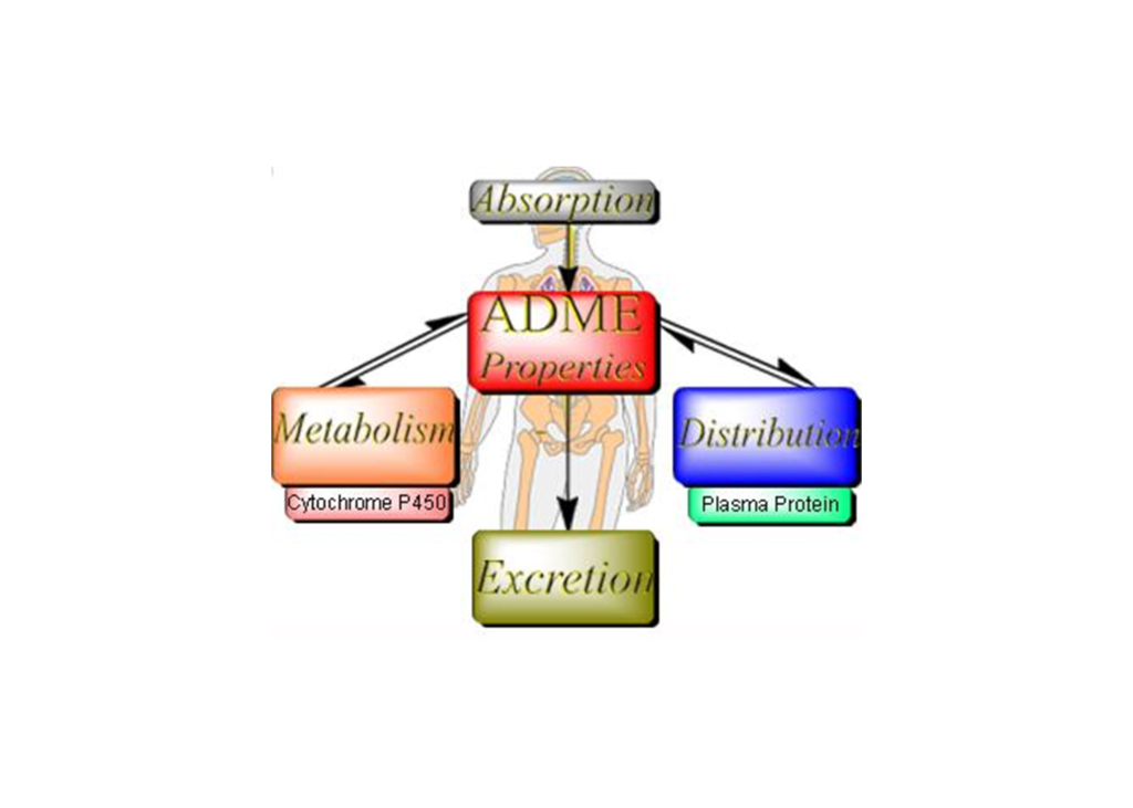 Drug metabolism graphic