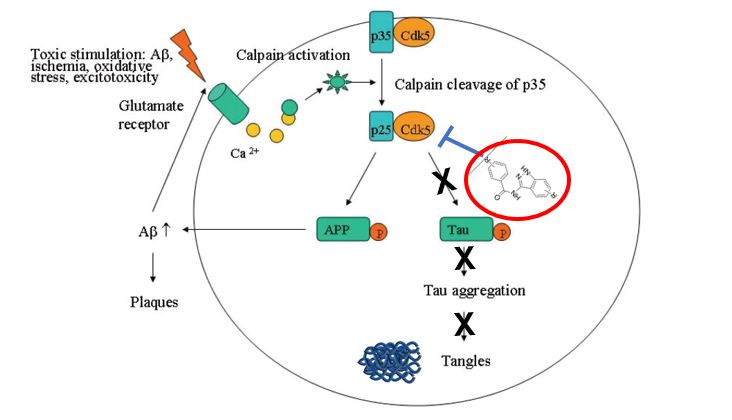 Development of novel Cell Cycle Kinase Inhibitors