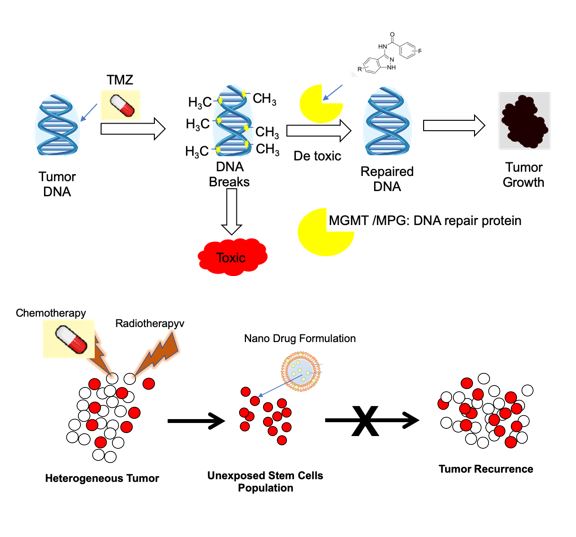 Development of novel chemo and radio sensitizers