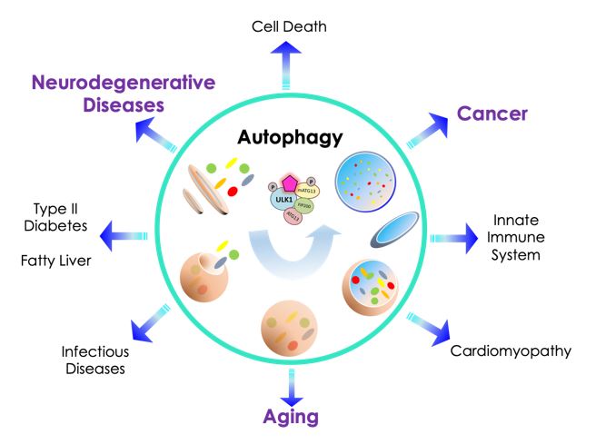 Small molecule autophagy activators