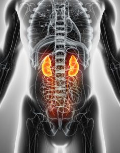 Illustration highlighting Kidneys