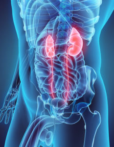 3D illustration of kidneys